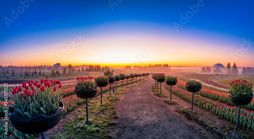 Canvas-taulu Bright tulips at dawn, a blooming field covered with flowers to the horizon
