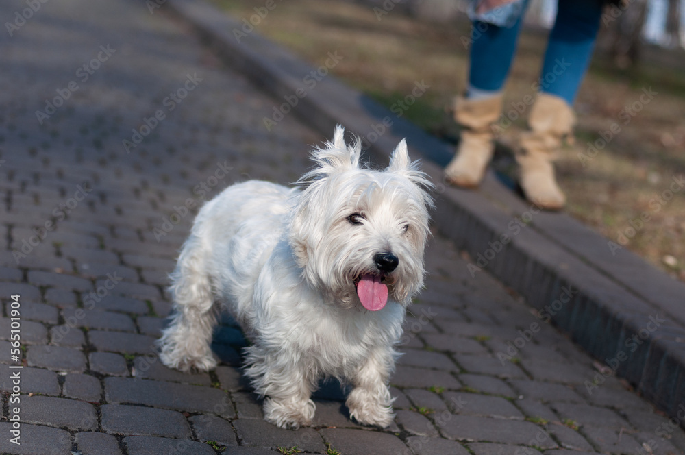 West Highland White Terrier (Westie) at walk in spring Mariinskyi park, Kyiv, Ukraine West Highland White Terrier (Westie) at walk in spring Mariinskyi park, Kyiv, Ukraine