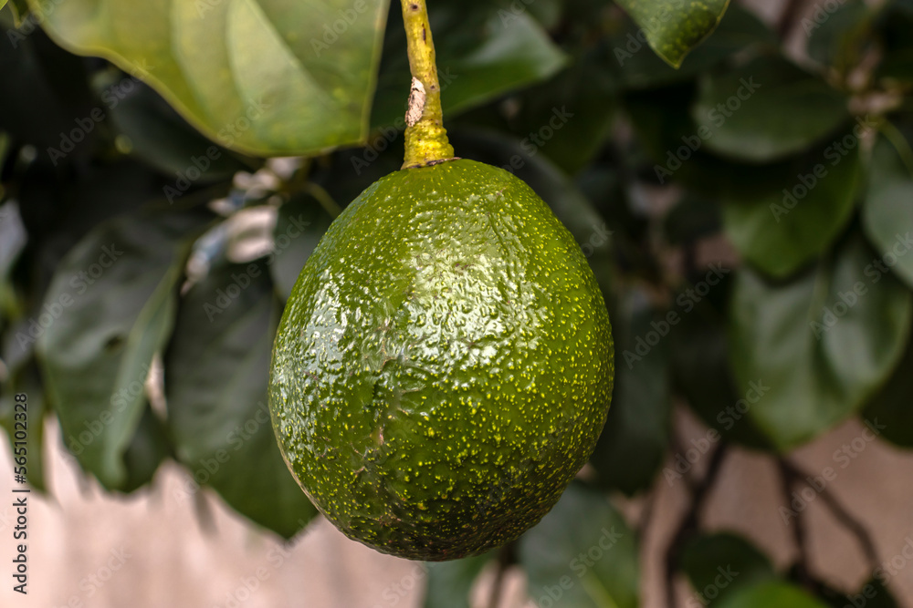 avocado tree in sunny day in Brazil, Brazilian tropical fruit