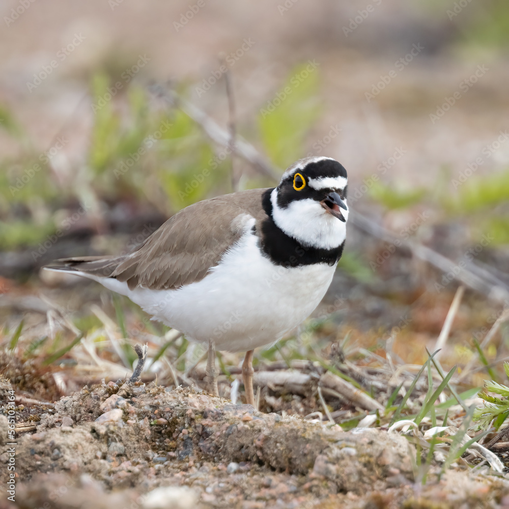 Obraz premium Little Ringed Plover