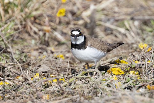 Little Ringed Plover