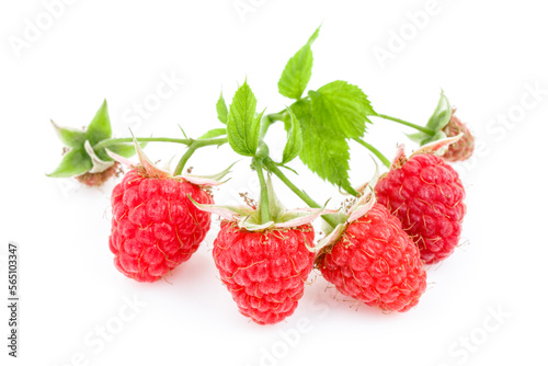 A branch of ripe pink raspberries with green leaves on a white background.