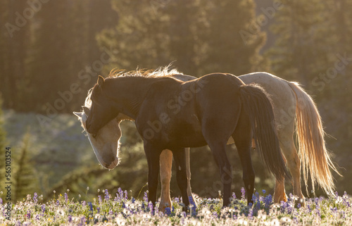 Wild horses in summer in the Pryor Mountains Montana