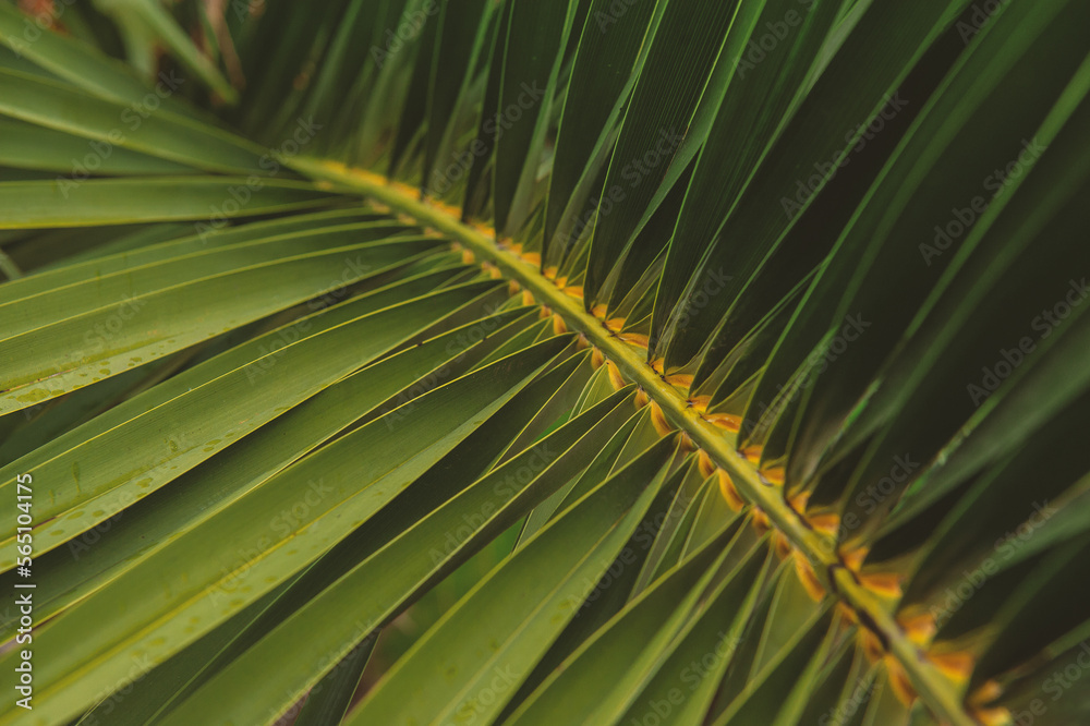 Fototapeta premium Natural tropical texture background of palm leaf