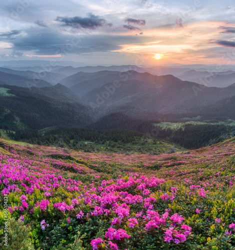 Sunrise with orange sky. The lawns are covered by pink rhododendron flowers. High mountain. Spring morning. Wallpaper background. Panoramic view. Location Carpathian mountain  Ukraine  Europe.
