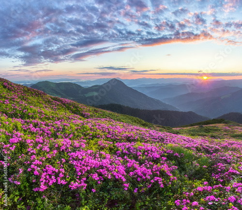 Sunrise. Rhododendron flowers blooming on the high mountain. Spring morning. Wallpaper background. Panoramic view. Sun rays enlighten the meadow.