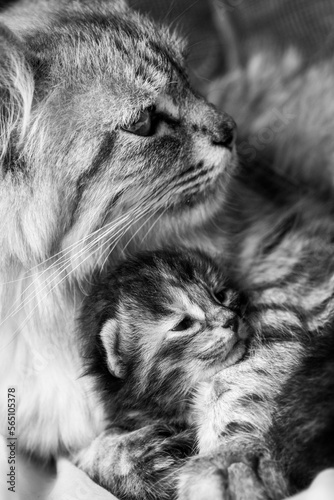 Cat and her newborn kitten in love © Orhan Çam