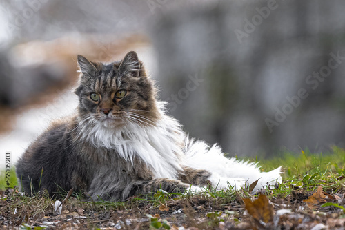 Domestic Long Hair Cat Breed relaxing on the Ground photo