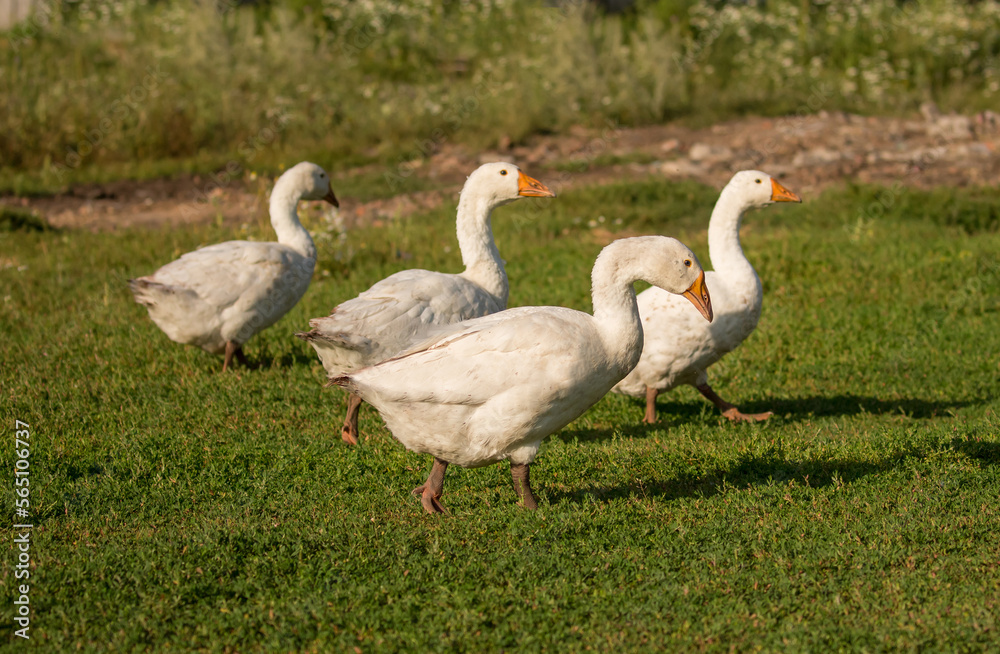 Geese and ducks walk on the grass in a green meadow in the pasture. Livestock raising and farming in the village. Geese and ducks walk on the grass in a green meadow in the pasture. Livestock raising and farming in the village.