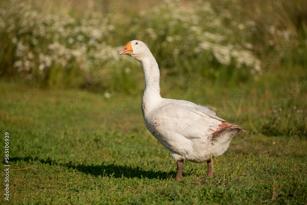 Geese and ducks walk on the grass in a green meadow in the pasture. Livestock raising and farming in the village. Geese and ducks walk on the grass in a green meadow in the pasture. Livestock raising and farming in the village.