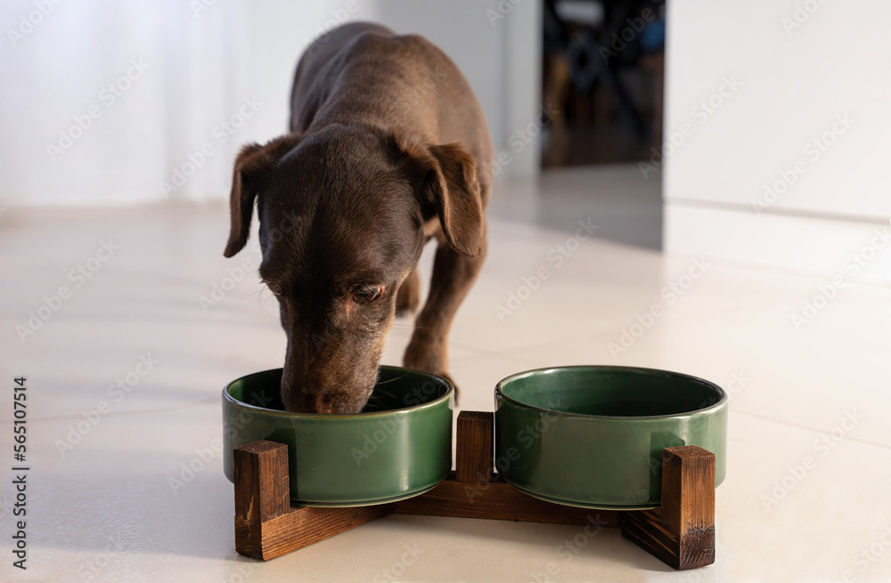 Purebred Dachshund Breed Dog Eating Fresh Dry Food Kibbles for Adult Feeding Bowl Food Dish Or Drink Water. Dry Animal Feed Fodder. Healthy Eating Lifestyle Of Domestic Pets. Copy space