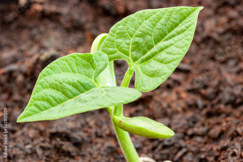 Schilderij op canvas A runner bean seedling emerging from the soil