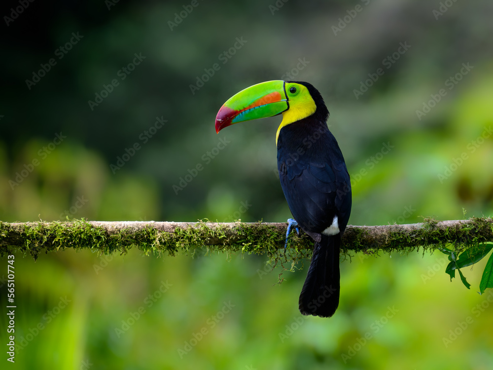 Fototapeta premium Keel-billed Toucan portrait on mossy stick against green gray background