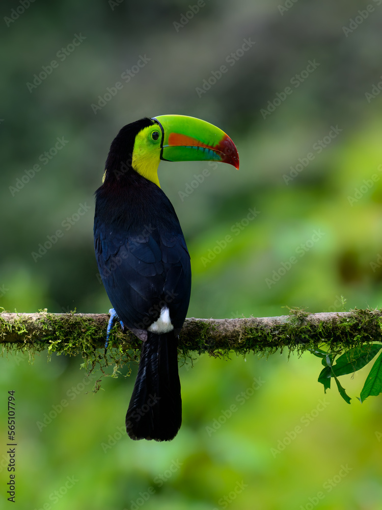 Obraz premium Keel-billed Toucan portrait on mossy stick against green gray background