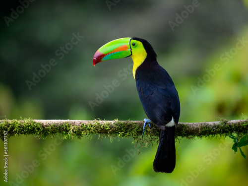 Keel-billed Toucan portrait on mossy stick against green gray  background © FotoRequest