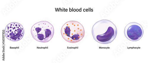 Type of white blood cells. Basophil, Neutrophil, Eosinophil, Monocyte and lymphocyte. Leukocytes. Blood cells educational medical information.