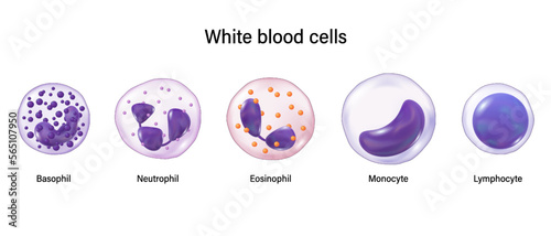 Type of white blood cells. Basophil, Neutrophil, Eosinophil,  Monocyte and lymphocyte. Leukocytes. Blood cells educational medical information.