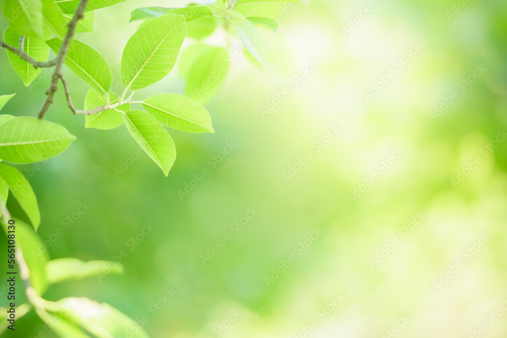Beautiful nature view green leaf on blurred greenery background under sunlight with bokeh and copy space using as background natural plants landscape, ecology wallpaper concept. Beautiful nature view green leaf on blurred greenery background under sunlight with bokeh and copy space using as background natural plants landscape, ecology wallpaper concept.