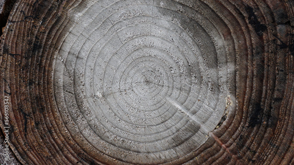 Naklejka premium wood texture