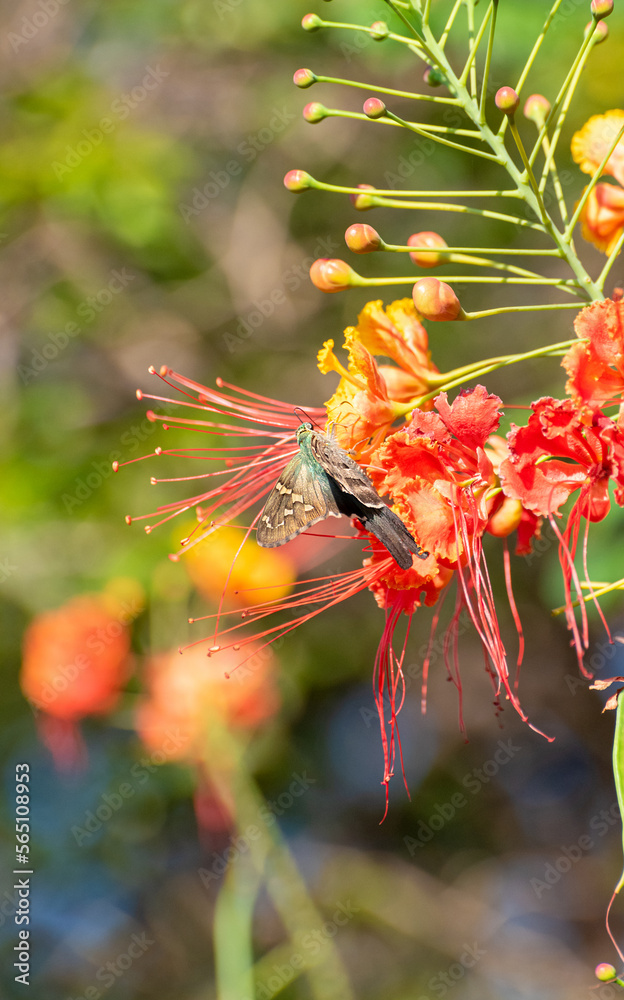 Butterfly, beautiful butterfly pollinating beautiful flowers in the summer of Brazil, natural light, selective focus.