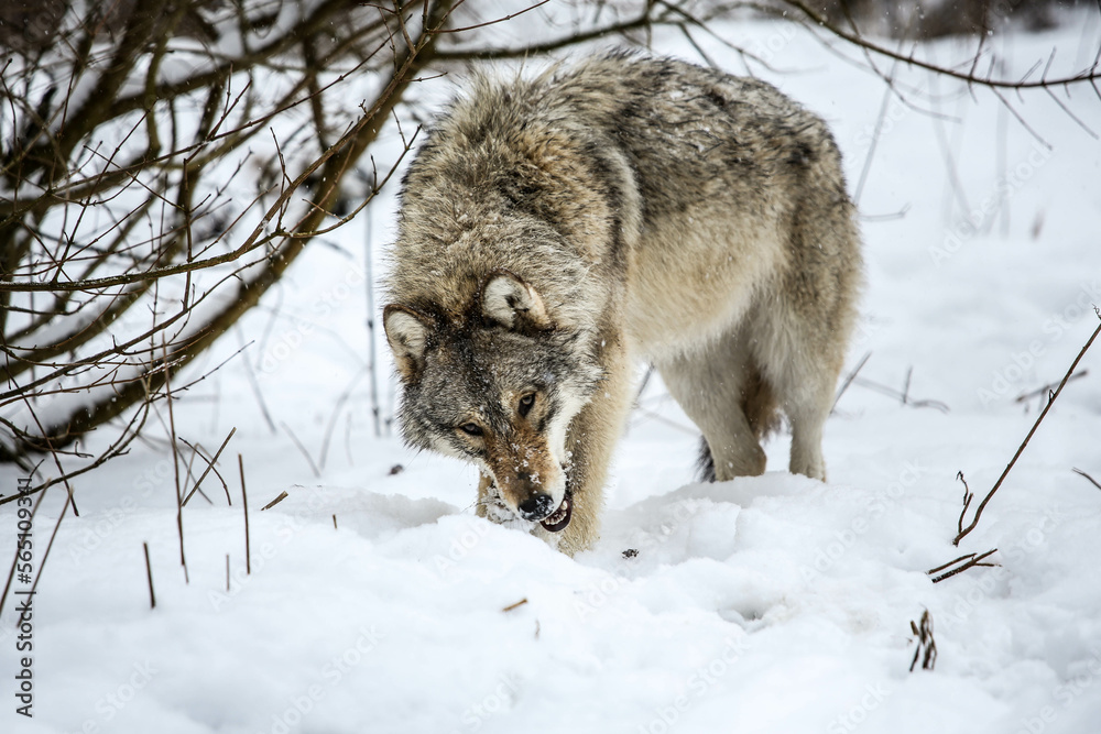 Obraz premium Gray Wolves in the snow