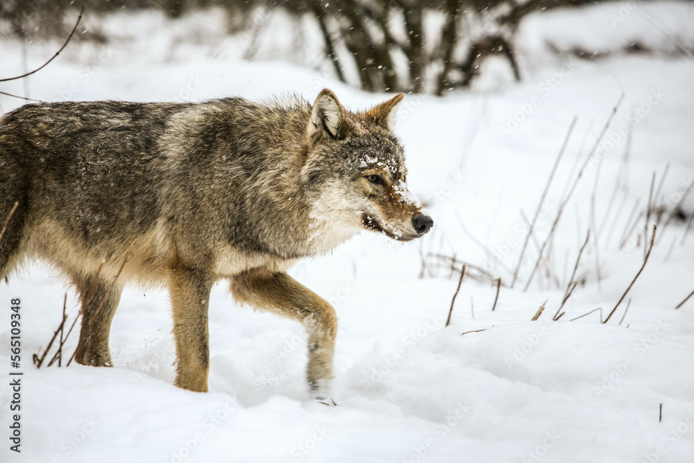 Gray Wolves in the snow Gray Wolves in the snow