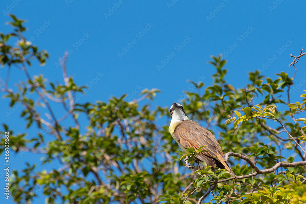 Bird bem-te-vi, beautiful bird, I saw you among the branches, in the summer of Brazil, natural light, selective focus. Bird bem-te-vi, beautiful bird, I saw you among the branches, in the summer of Brazil, natural light, selective focus.