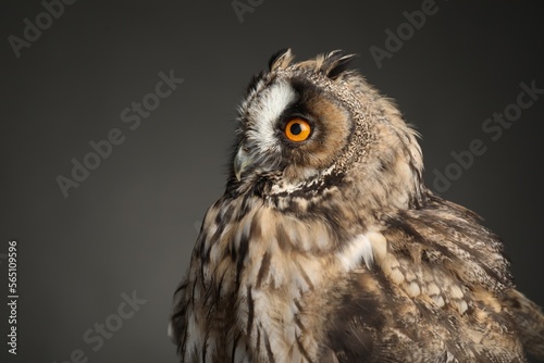 Beautiful eagle owl on grey background  closeup. Predatory bird