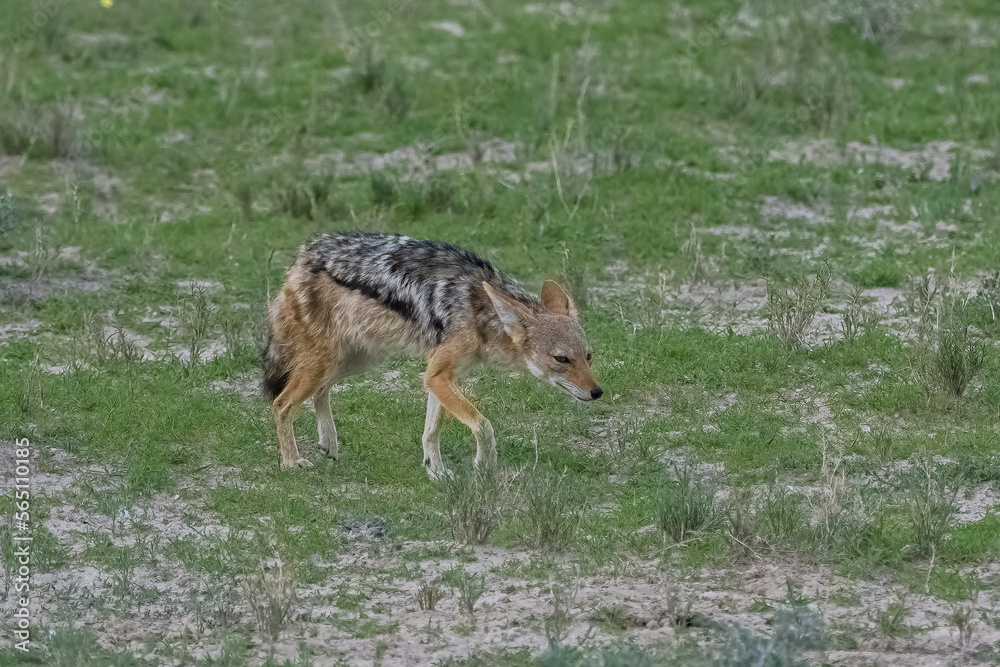 Jackals fighting for a buffalo carcass in the bush in Namibia
Jackals fighting for a buffalo carcass in the bush in Namibia