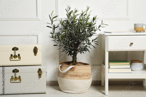 Beautiful young potted olive tree in living room. Interior element