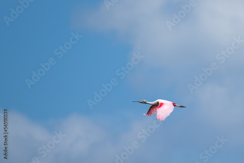 Roseate Spoonbill Flying over Avery Island, Louisiana, USA