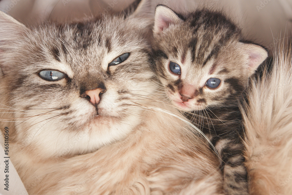 Cat and her newborn kitten in love