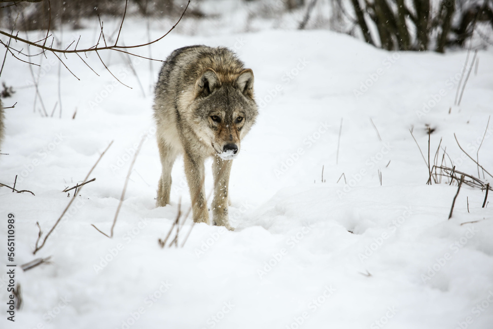 Obraz premium Gray Wolves in the snow