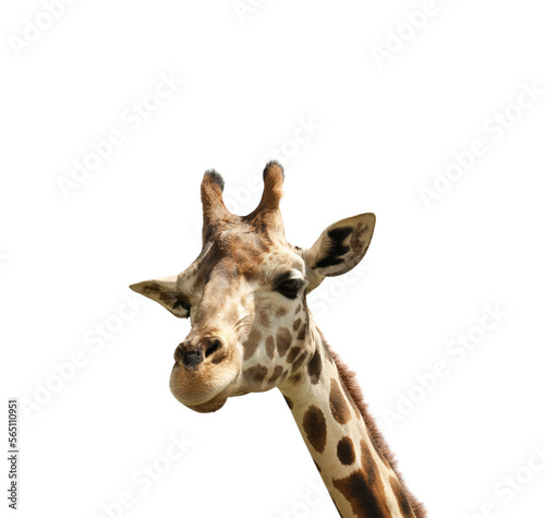 Beautiful spotted African giraffe on white background. Wild animal
