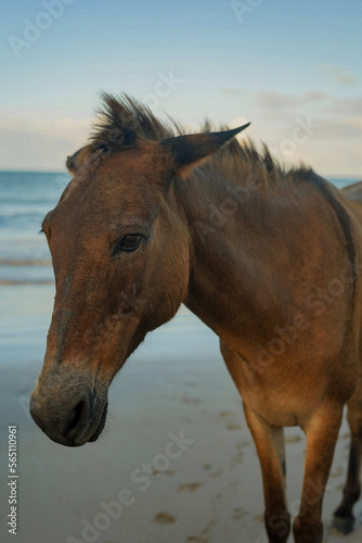 Cavalo na praia de Bainema
