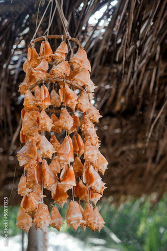 Móbile de conchas photo