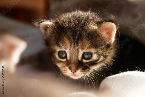 newborn little kitten © Orhan Çam