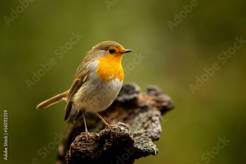 European Robin, Erithacus rubecula, common songbird sitting on the stump, nature habitat, Czech republic