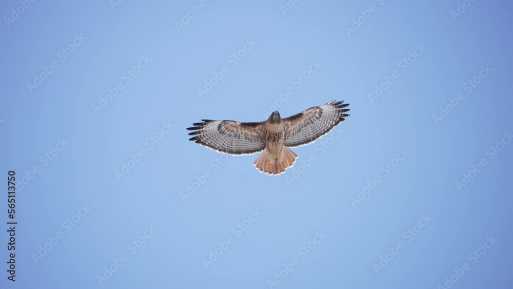 Red-Tailed Hawk gliding in the sky above as it flaps in slow motion.