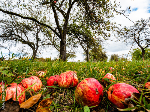 Streuobstwiese mit Äpfeln