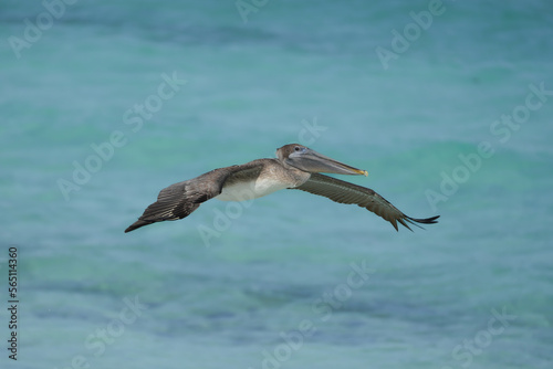 pelican flying over the ocean