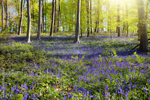 Bluebell woods. Woodland with bluebells.