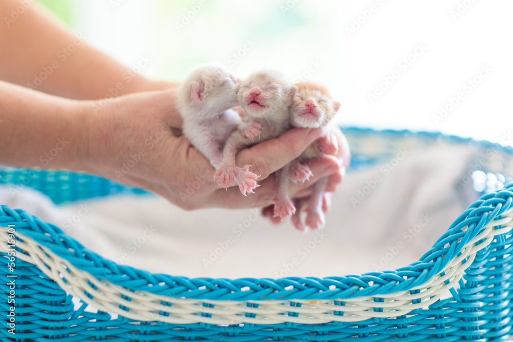 Kitten sleeping in man hands. Cats sleep. Kitten sleeping in man hands. Cats sleep.