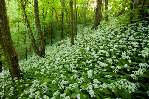 Ramsons in beech forest, spring with lush green foliage, Germany. © Rüdiger 