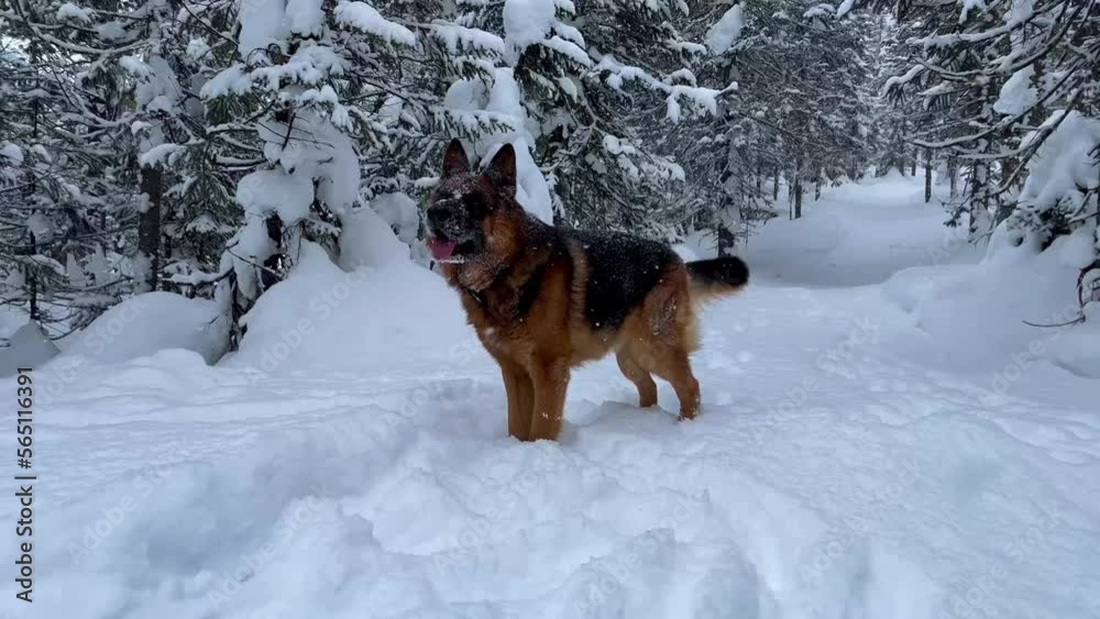 German shepherd dog having fun and playing in snowy winter forest among snow-covered fir-trees in snowstorm. Winter Russia, Siberia. High quality 4k footage German shepherd dog having fun and playing in snowy winter forest among snow-covered fir-trees in snowstorm. Winter Russia, Siberia. High quality 4k footage