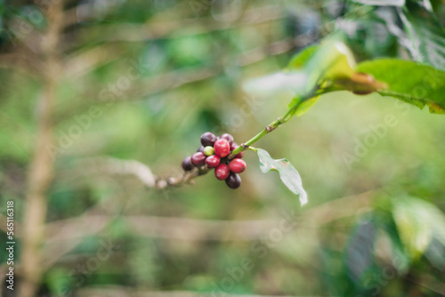 Coffee plant with beans