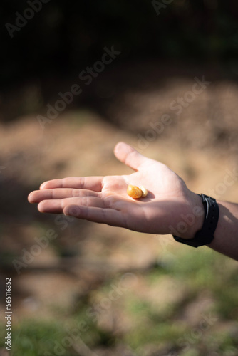 hands holding chamomile