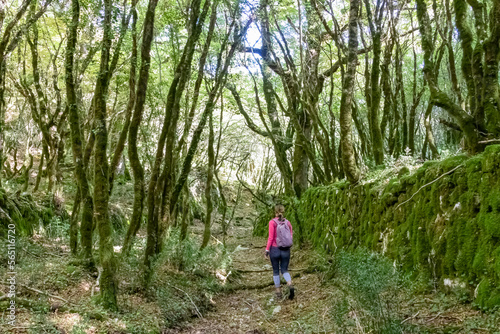 Woman on hiking trail through enchanted ancient laurel sub tropical forest in the Dinaric Alps mountain range near Kotor, Montenegro, Balkans, Europe. Dense diversified fauna. Path overgrown with moss