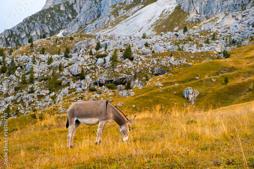 Donkey with baby eating grass on sloping meadows of Alps and uniting with mountain nature. Animals grazing on hillside meadow pasture