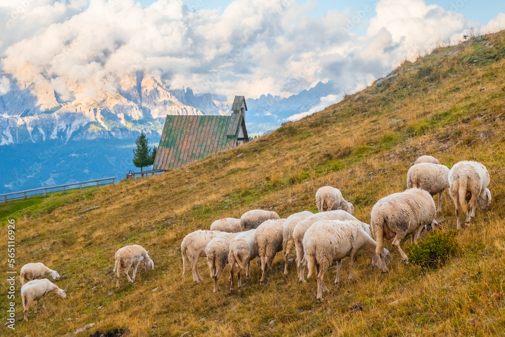 Fototapeta premium Flock of fluffy sheep grazes on pasture in scenic Alpine mountains. Hungry domestic animals eat yellowed grass on slopes near small village